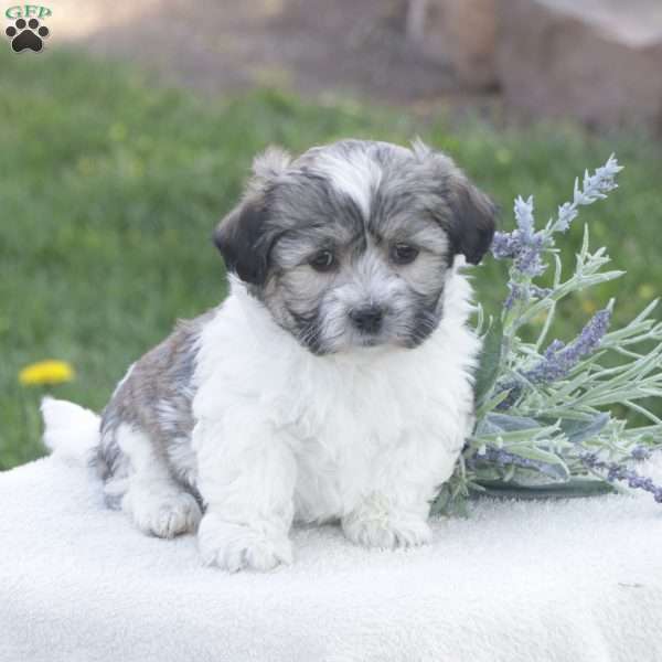 Sonny, Havachon Puppy